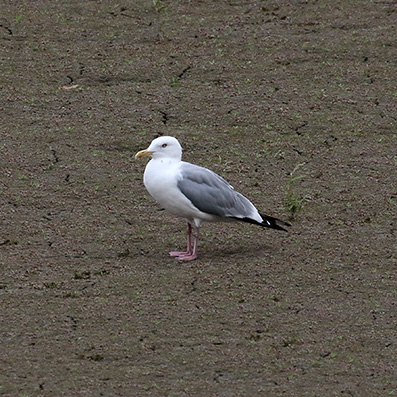 American Herring Gull - Amerikaanse zilvermeeuw